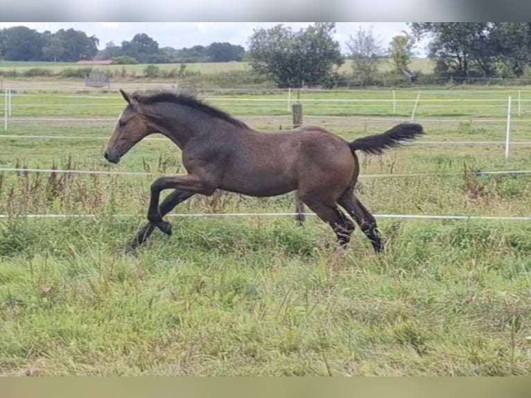 Hannover Stallone Puledri (04/2026) 170 cm Può diventare grigio in Uelzen