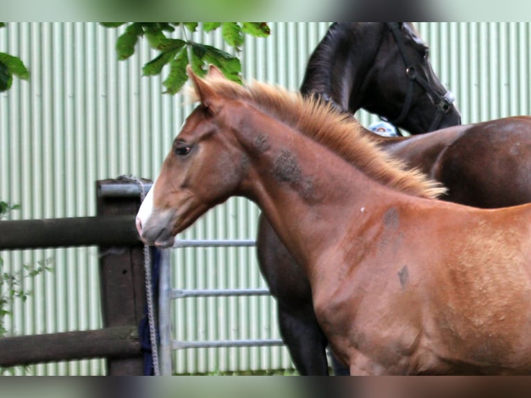 Hannover Stallone Puledri (02/2025) 170 cm Sauro in Kutenholz