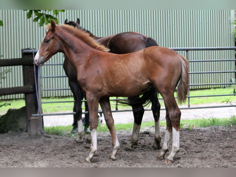 Hannover Stallone Puledri (02/2025) 170 cm Sauro in Kutenholz