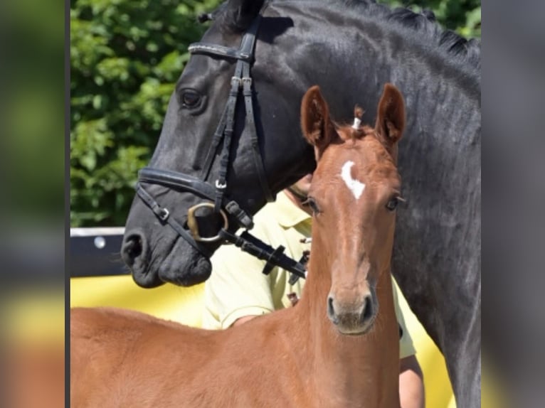 Hannover Stallone Puledri (04/2026) 170 cm Sauro in HallbergmoosHallbergmoos