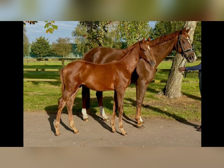 Hannover Stallone Puledri (05/2026) 170 cm Sauro in Weyhe
