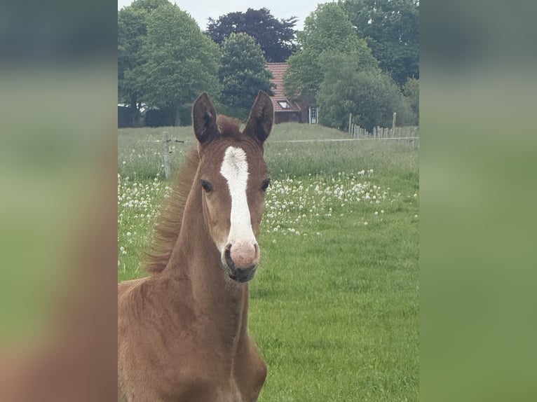 Hannover Stallone Puledri (04/2026) 170 cm Sauro in AurichAurich