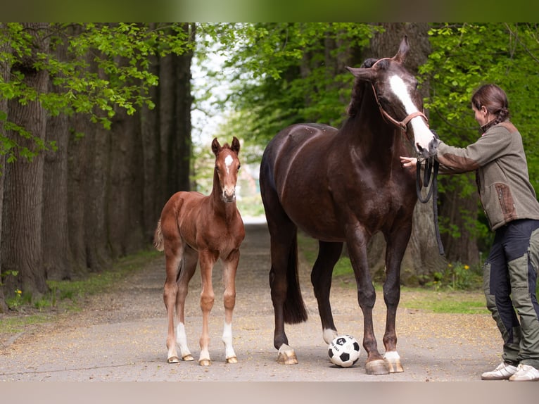 Hannover Stallone  170 cm Sauro scuro in Wurster Nordseeküste