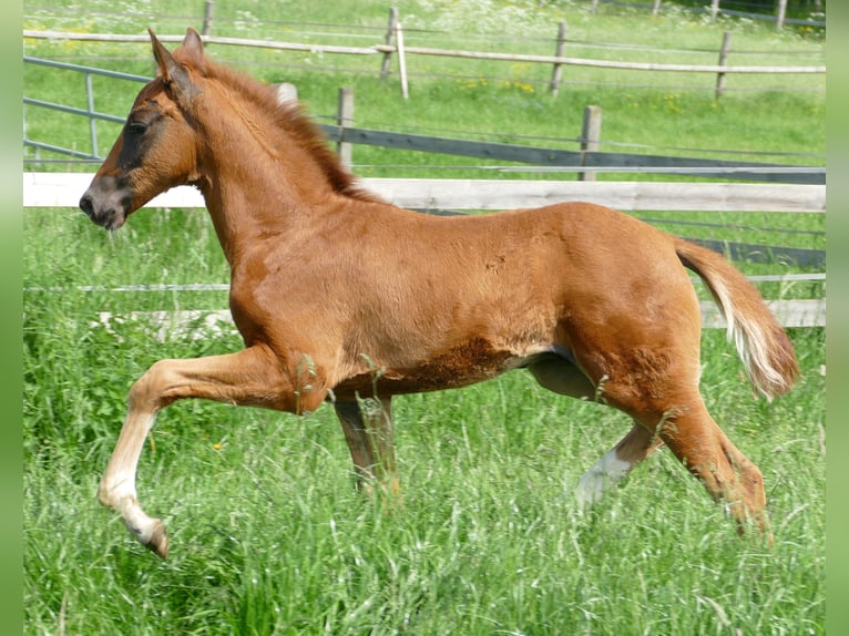Hannover Stallone Puledri (03/2026) 170 cm Sauro scuro in Greifenstein