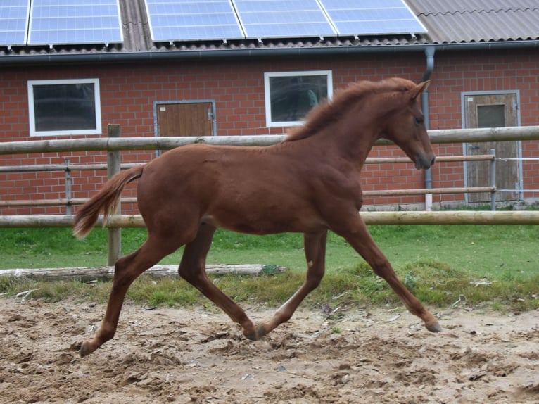 Hannover Stallone Puledri (06/2025) 170 cm Sauro scuro in Westerkappeln