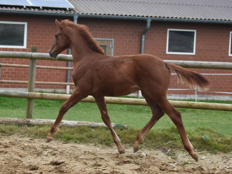 Hannover Stallone Puledri (06/2025) 170 cm Sauro scuro in Westerkappeln