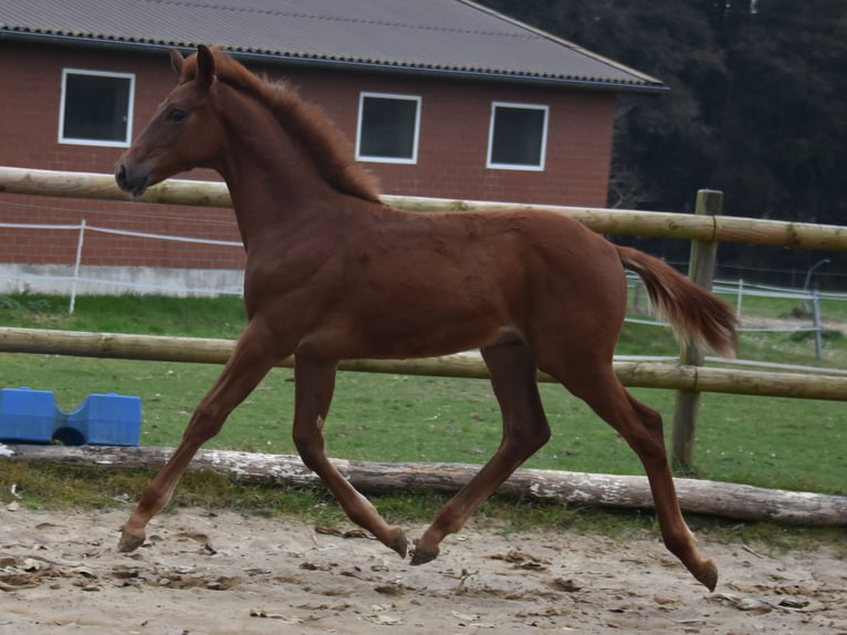 Hannover Stallone Puledri (06/2025) 170 cm Sauro scuro in Westerkappeln
