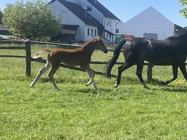 Hannover Stallone  170 cm Sauro scuro in Reisgang
