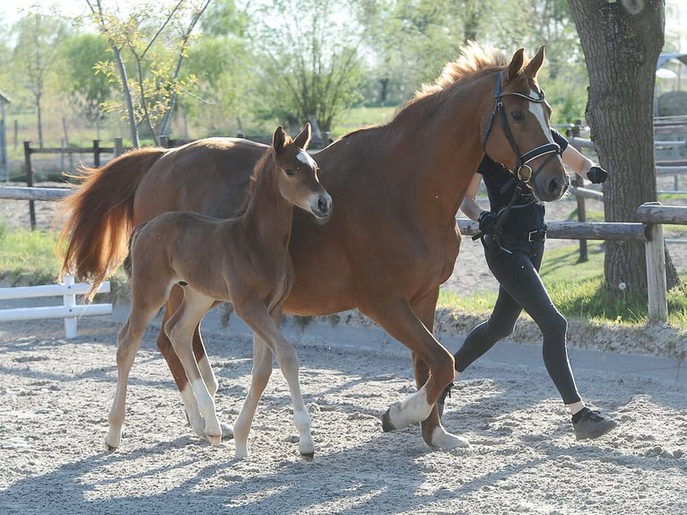 Hannover Stallone Puledri (04/2026) 170 cm Sauro scuro in Tespe