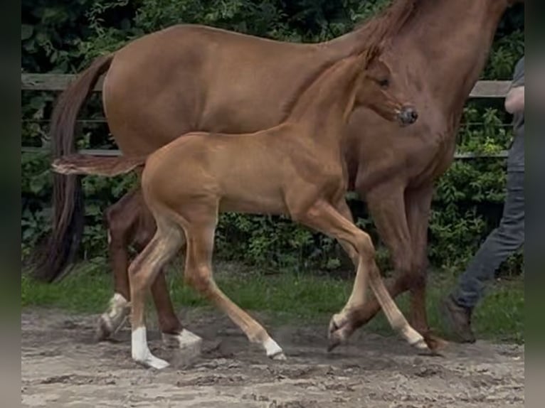 Hannover Stallone  170 cm Sauro scuro in Westerstede