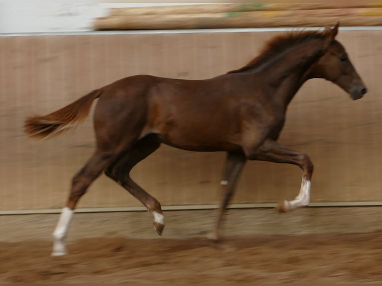 Hannover Stallone Puledri (03/2026) 170 cm Sauro scuro in Greifenstein