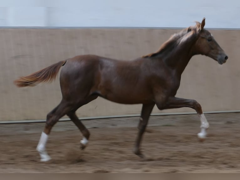 Hannover Stallone Puledri (03/2026) 170 cm Sauro scuro in Greifenstein