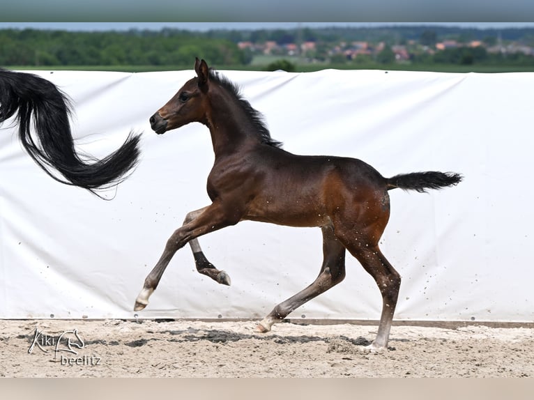 Hannover Stallone Puledri (04/2026) 172 cm Baio nero in Königslutter am Elm
