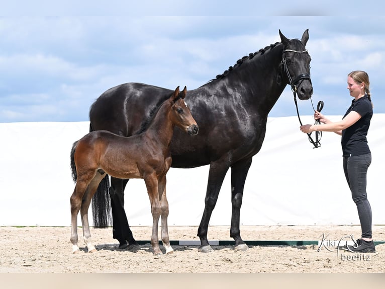 Hannover Stallone Puledri (04/2026) 172 cm Baio nero in Königslutter am Elm