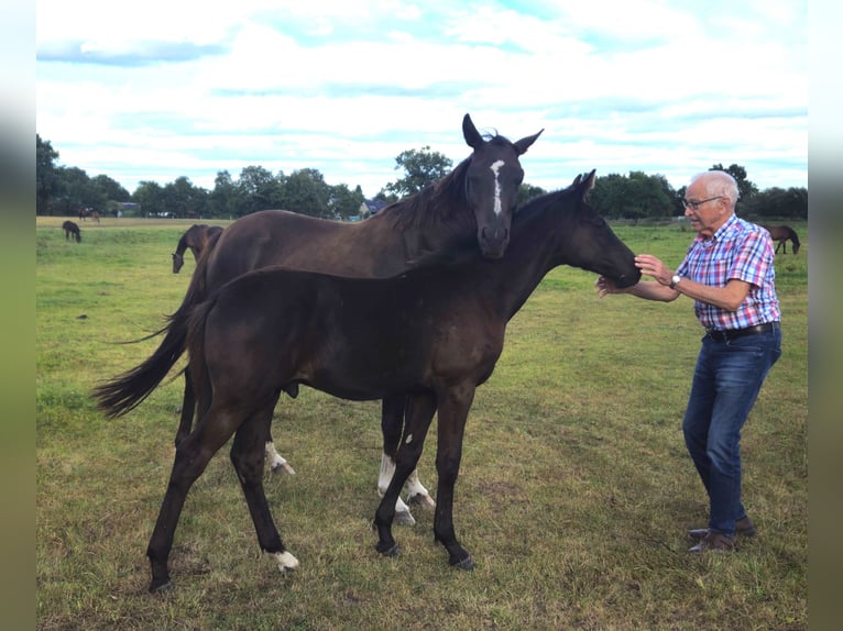 Hannover Stallone Puledri (03/2025) 172 cm Baio nero in Nienhagen