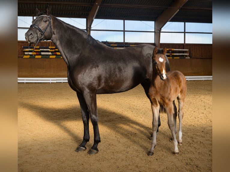 Hannover Stallone Puledri (02/2026) 172 cm Baio nero in Dorum