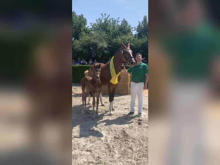 Hannover Stallone  172 cm Baio scuro in M&#xF6;nchengladbach