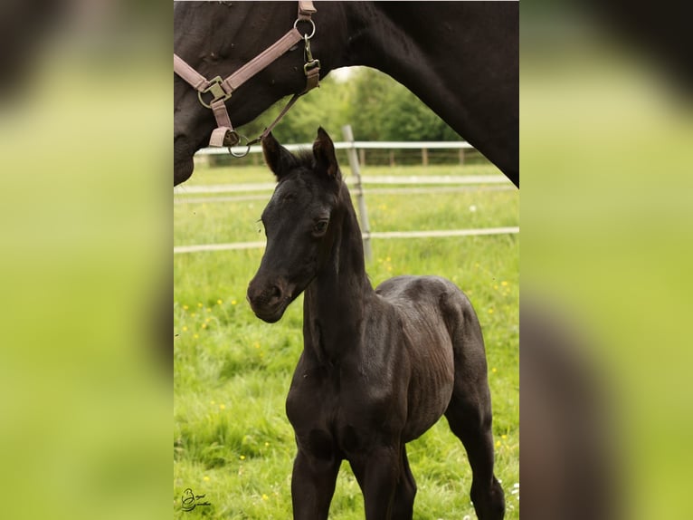 Hannover Stallone Puledri
 (04/2024) 172 cm Morello in Rosengarten