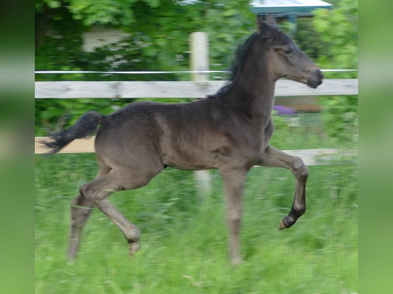 Hannover Stallone Puledri (04/2024) 172 cm Morello in Greifenstein