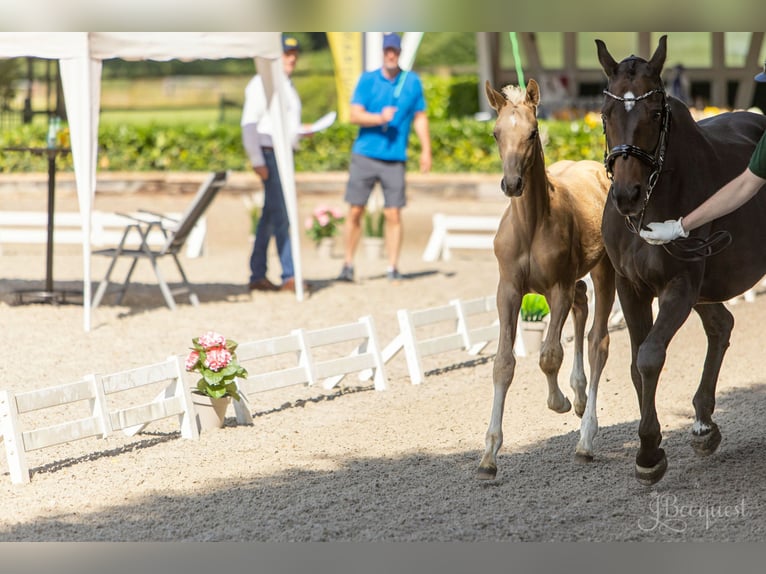 Hannover Stallone Puledri (03/2025) 172 cm Palomino in Ahaus