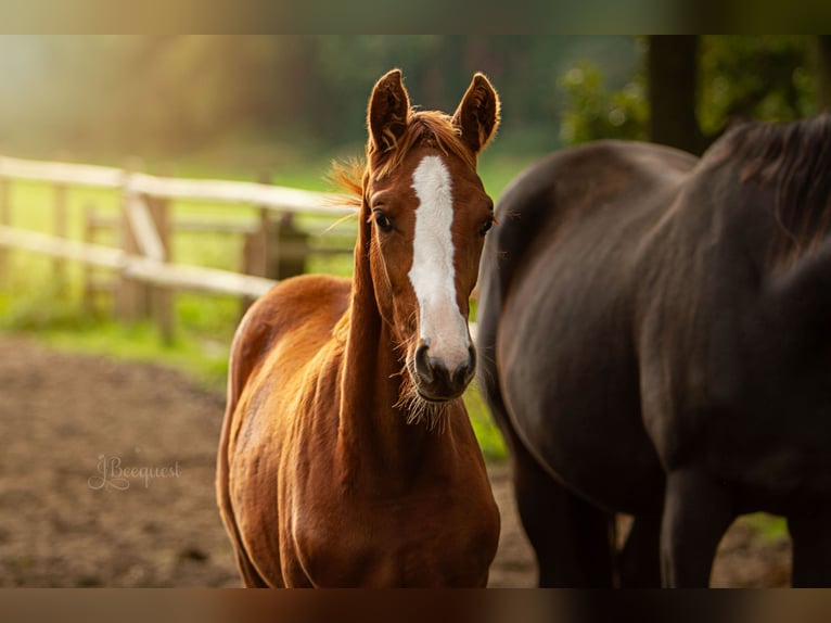 Hannover Stallone Puledri (03/2025) 172 cm Palomino in Ahaus