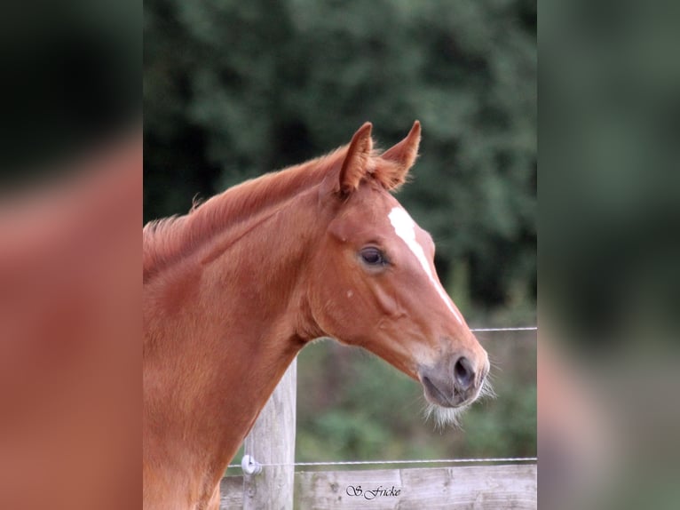Hannover Stallone Puledri (05/2026) 172 cm Sauro in Ahlerstedt