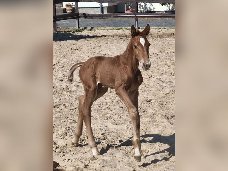 Hannover Stallone Puledri (05/2026) 172 cm Sauro in Großörner