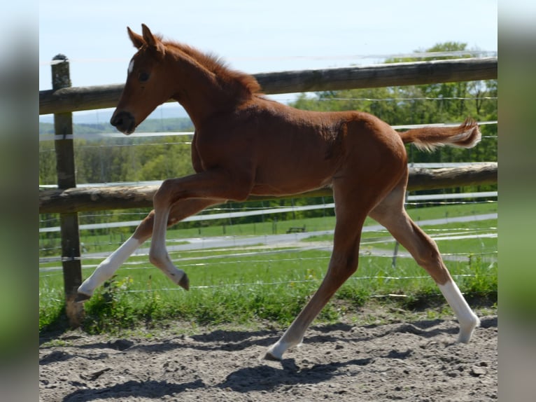 Hannover Stallone Puledri (03/2026) 172 cm Sauro in Greifenstein