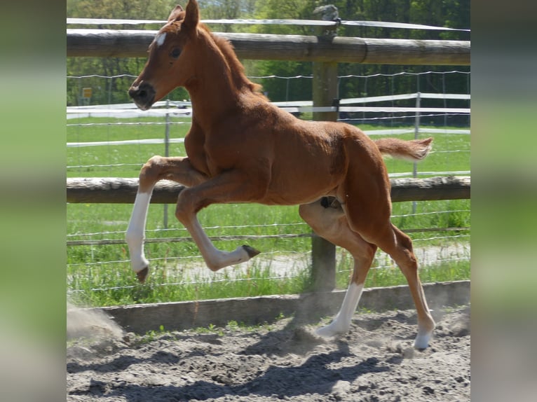 Hannover Stallone Puledri (03/2026) 172 cm Sauro in Greifenstein