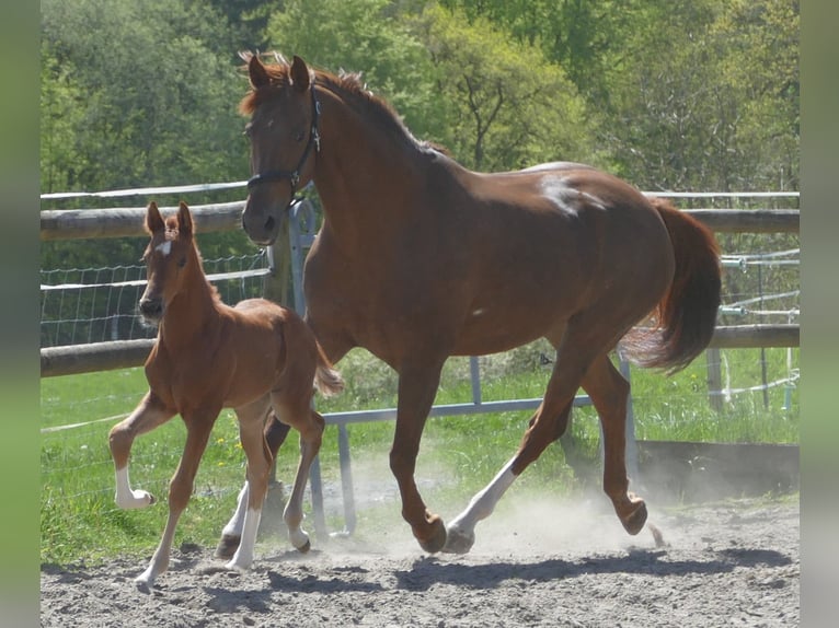 Hannover Stallone Puledri (03/2026) 172 cm Sauro in Greifenstein