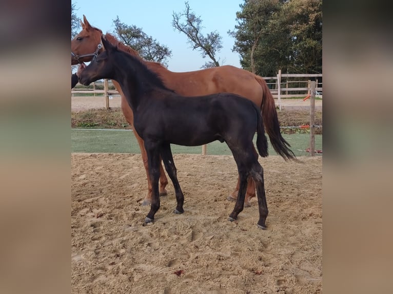 Hannover Stallone Puledri (05/2026) 173 cm Baio nero in Frankenau