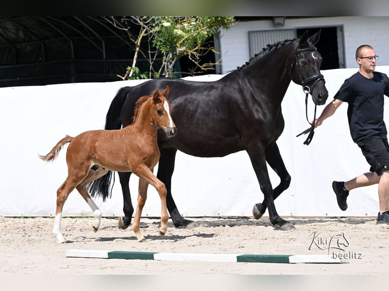 Hannover Stallone Puledri (05/2026) 173 cm  in Königslutter am Elm
