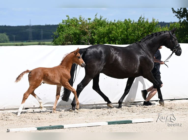 Hannover Stallone Puledri (05/2026) 173 cm  in Königslutter am Elm
