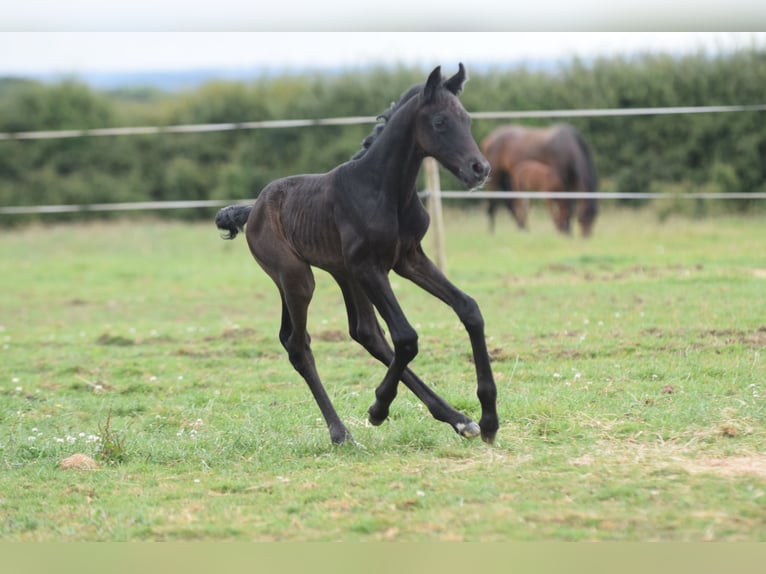 Hannover Stallone Puledri
 (06/2024) 173 cm Grigio in Sheffield