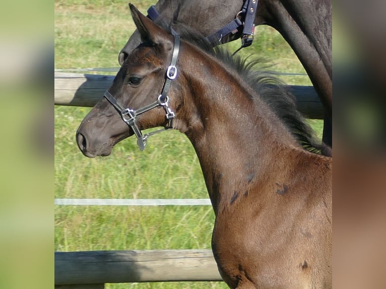 Hannover Stallone Puledri (05/2024) 173 cm Morello in Greifenstein