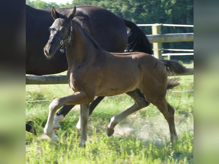 Hannover Stallone Puledri (05/2024) 173 cm Morello in Greifenstein