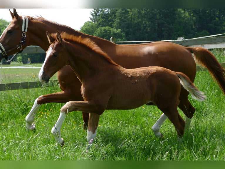 Hannover Stallone Puledri (03/2026) 173 cm Sauro in Greifenstein