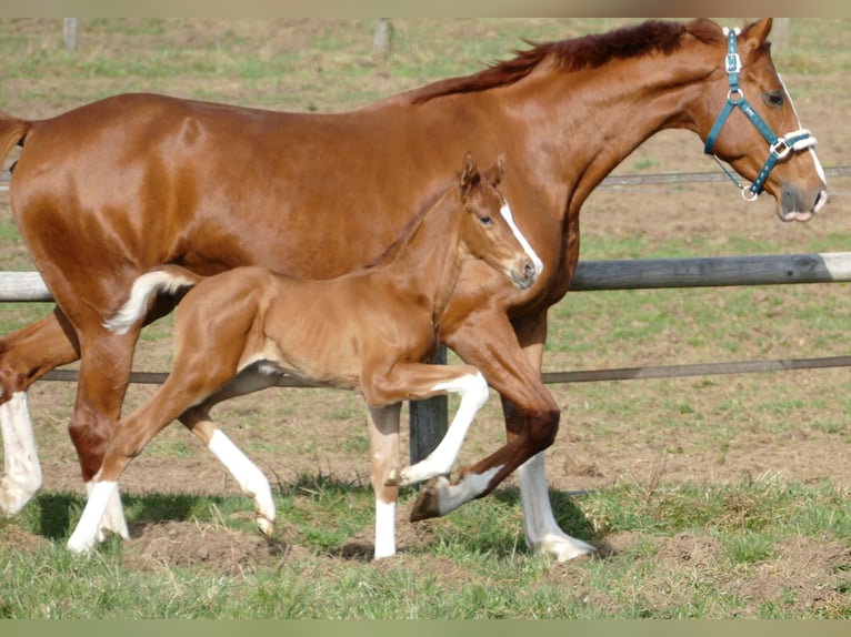 Hannover Stallone Puledri (03/2026) 173 cm Sauro in Greifenstein