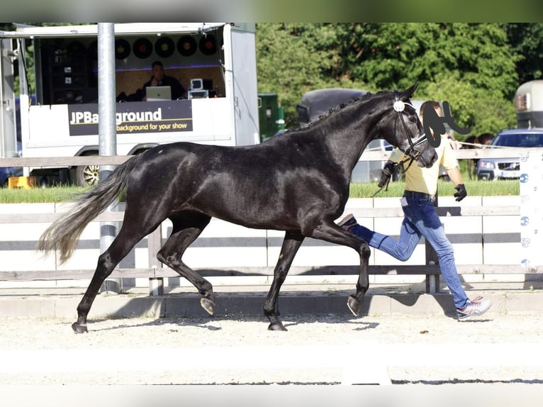 Hannover Stallone Puledri
 (03/2024) 174 cm Grigio in WesterstedeWesterstede