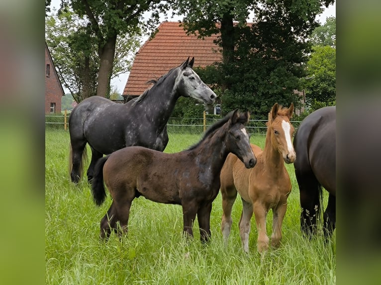 Hannover Stallone Puledri
 (03/2024) 174 cm Grigio in WesterstedeWesterstede