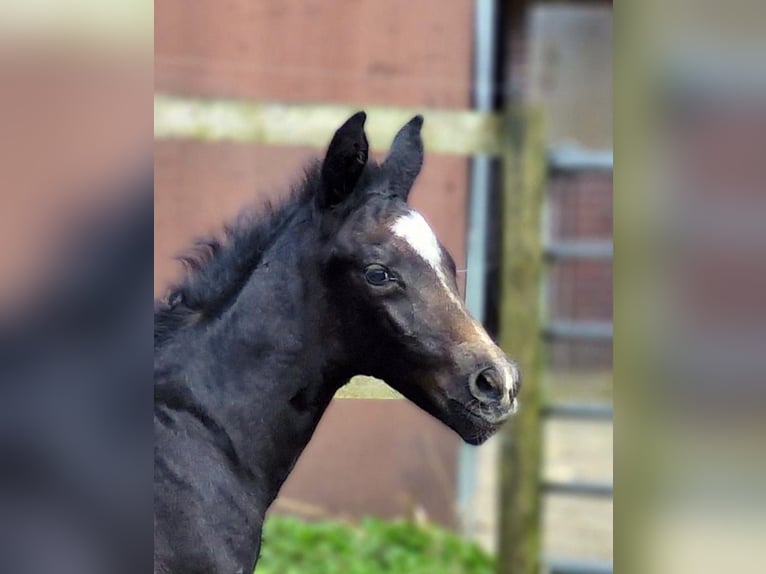 Hannover Stallone Puledri
 (03/2024) 174 cm Grigio in WesterstedeWesterstede