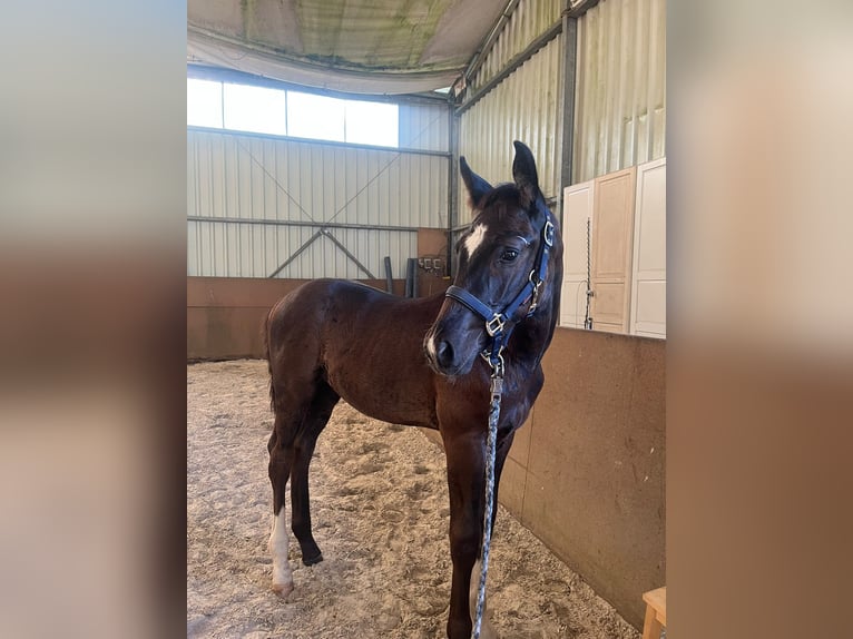 Hannover Stallone Puledri (05/2026) 174 cm Morello in Bergfeld