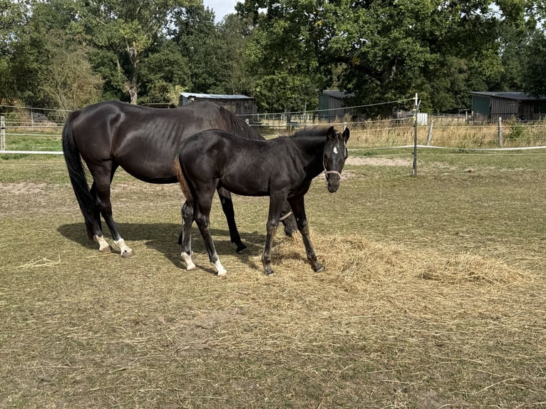 Hannover Stallone Puledri (05/2026) 174 cm Morello in Ehra-Lessien