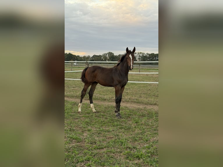 Hannover Stallone Puledri (05/2026) 175 cm Baio in Wegberg