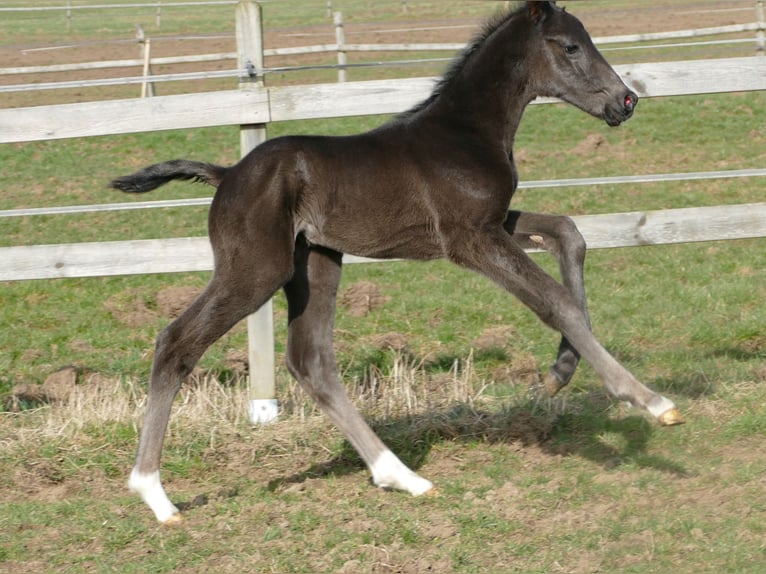 Hannover Stallone Puledri (03/2026) 175 cm Morello in Greifenstein
