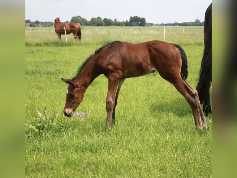 Hannover Stallone  176 cm Baio scuro in WalsrodE