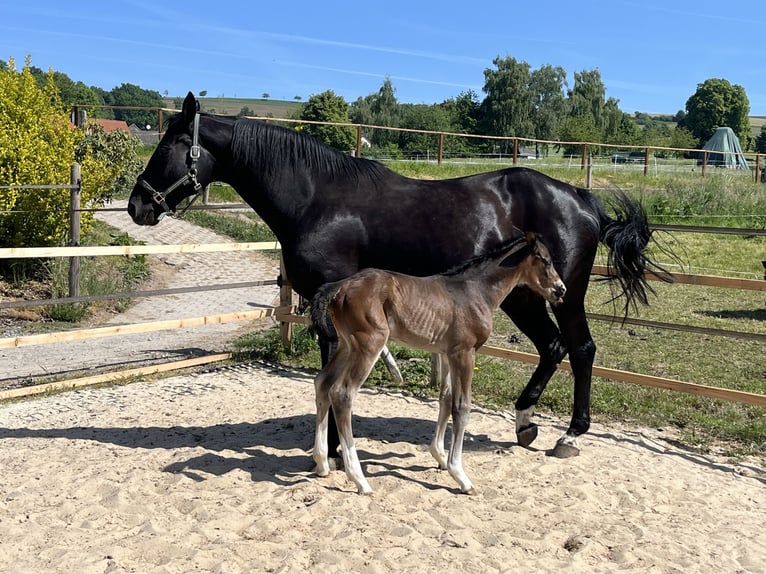 Hannover Stallone Puledri (05/2025) 180 cm Baio in Bevern