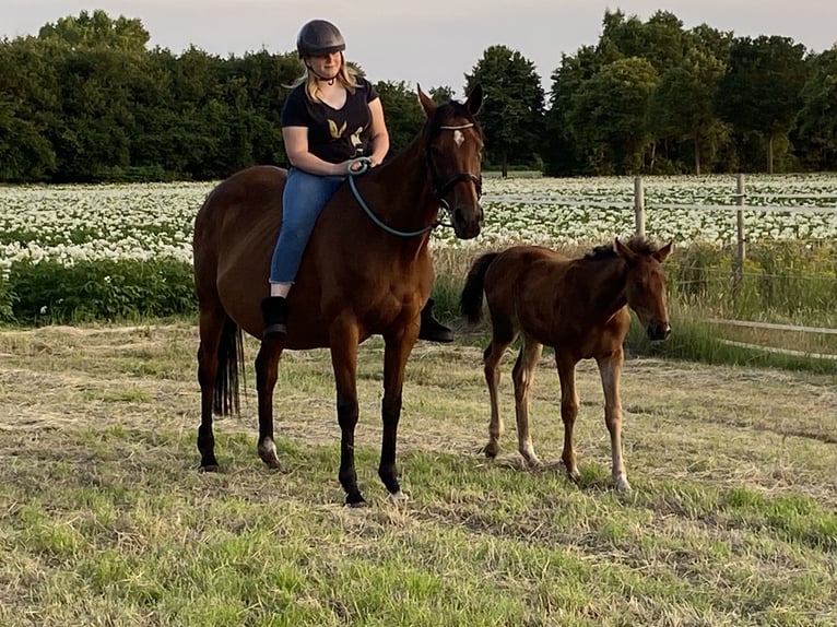 Hannover Stallone Puledri (03/2025) Baio in Walchum