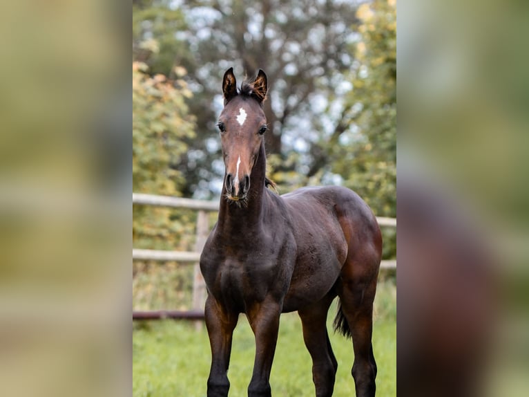 Hannover Stallone Puledri (05/2026) Baio in Brodersdorf