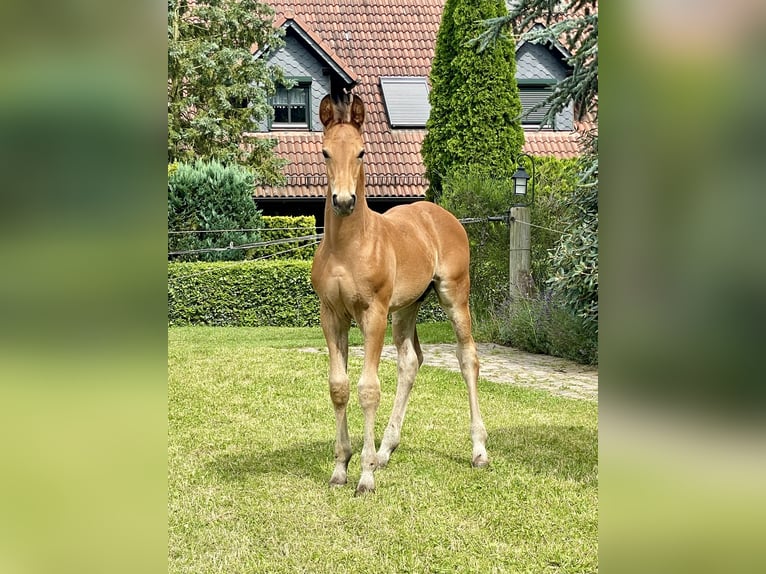 Hannover Stallone Puledri
 (06/2024) Baio in Dorf Mecklenburg/OT Rambow